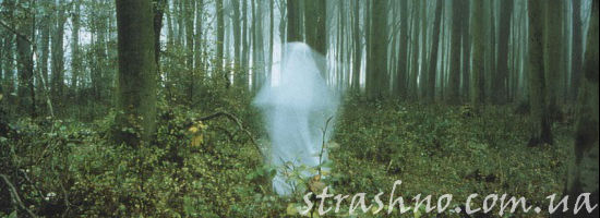 белый призрак в лесу