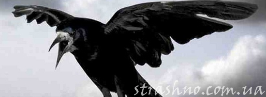 чёрный ворон