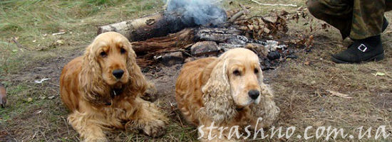 два кокер-спаниеля у костра