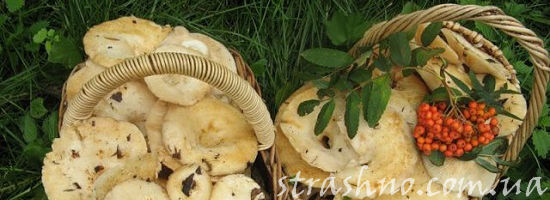 лукошко груздей