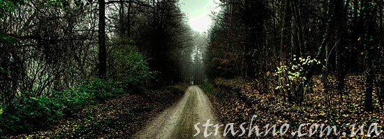 Мрачная дорога в лесу
