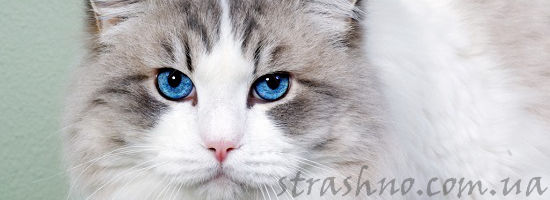 обиженный кот