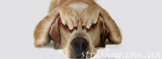 пёс испугался