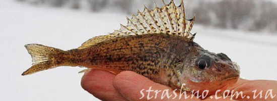 рыба ерш в руке