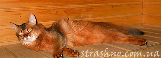 Довольный кот в бане