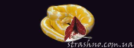 опасный торт от любовницы