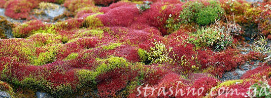 разноцветный мох