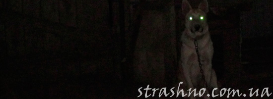 Пёс-охранник