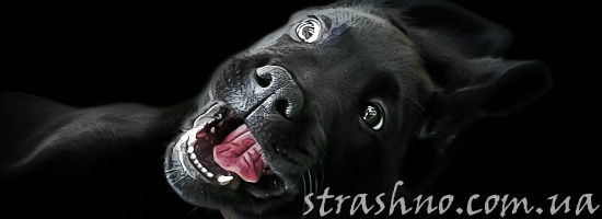 жуткая собака ротвейлер