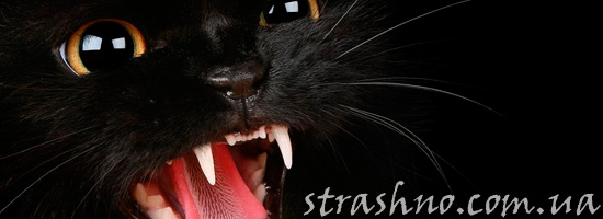 Рассерженная кошка