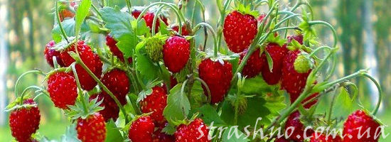 кустик земляники