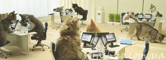 коты на работе в бюро