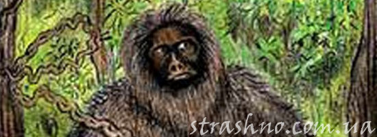 лесной снежный человек йети