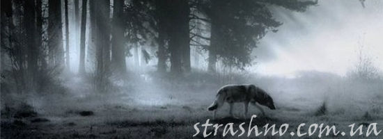 одинокий волк в ночном лесу