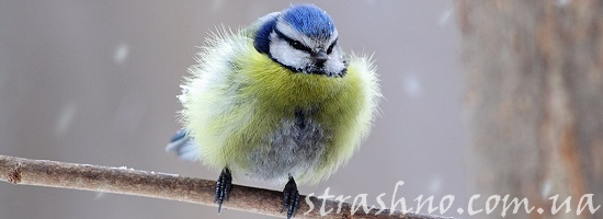 синица зимой снег