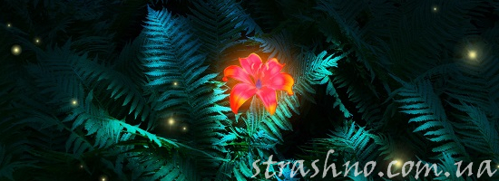 цветок папоротника