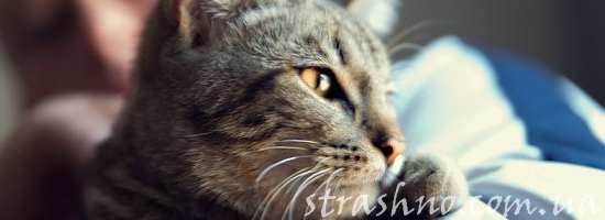 кошка на постели