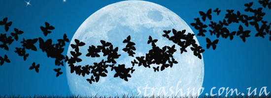 ночью луна бабочки