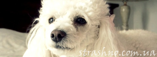 белый пудель на кровати