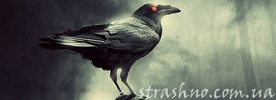 ворона под дождём