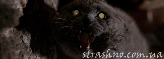 Страшилка про адскую кошку