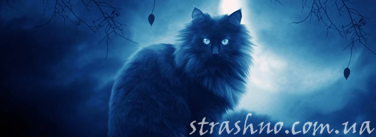 черная кошка ночь