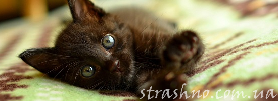 чёрный котёнок