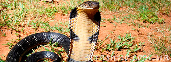 Страшилка про кобру