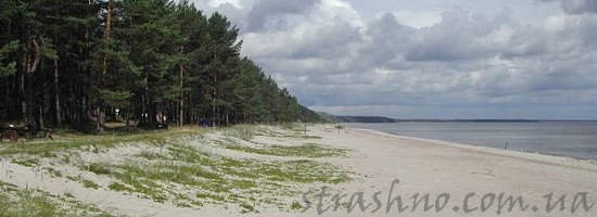 песчаный берег сосны