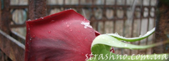 роза на кладбище