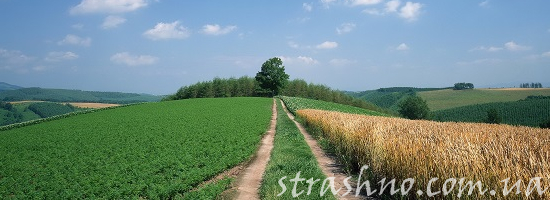 сельская дорога