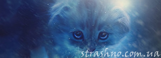 серый котенок