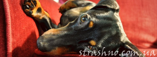 такса в кресле