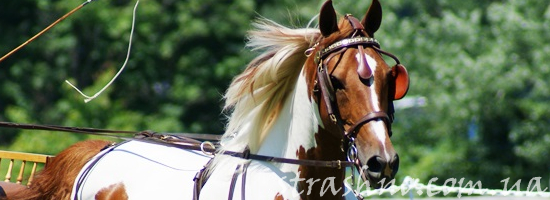 запряженная лошадь