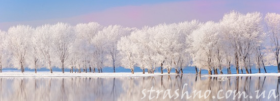 деревья зима