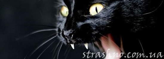 Явление чёрной кошки