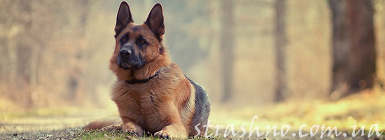 немецкая овчарка