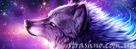 волк север зима