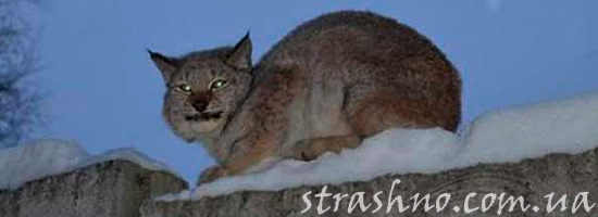 Страшная сказка