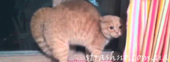 испуганный кот