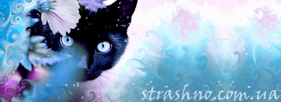 черная кошка