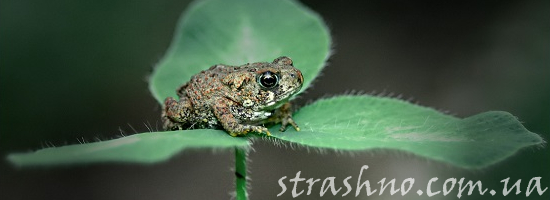 жаба на клевере