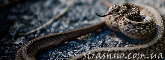змея атака