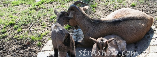 коза козлята