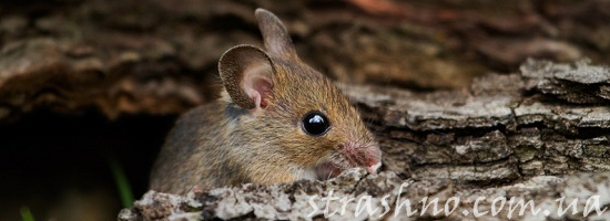 Мистическая история про мышку