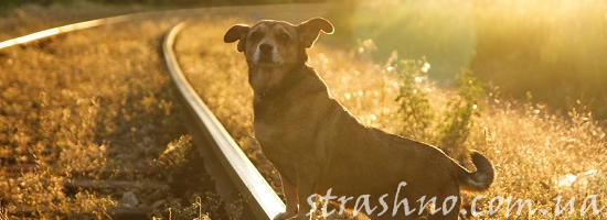 собака на рельсах