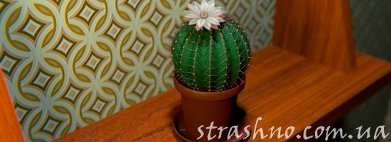 история с кактусом