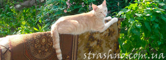 история ссоры с домовым