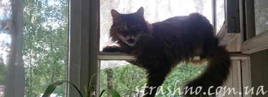 история про кошку