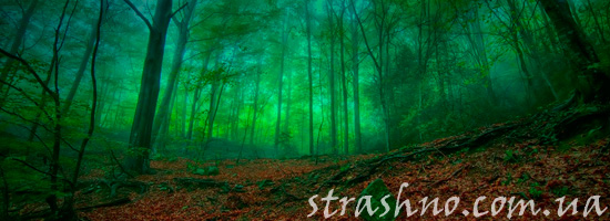 мистическая история леса